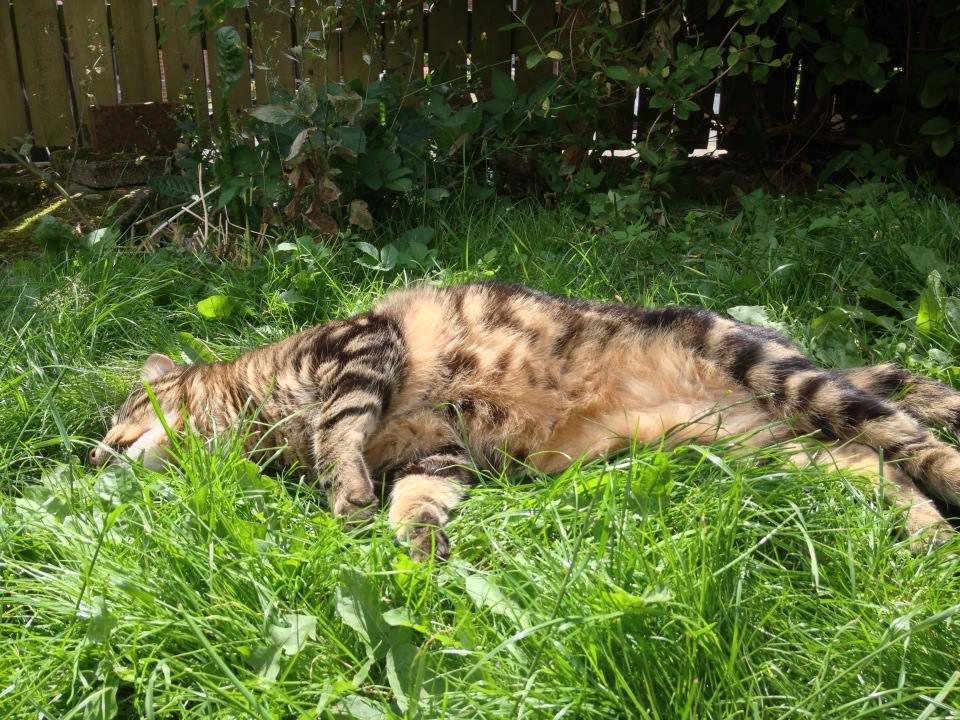 Blanding af racer Captain Morgan billede 33