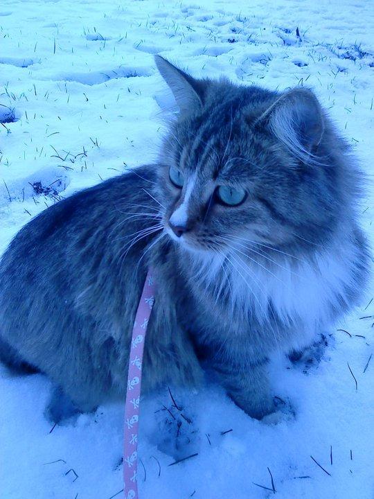 Blanding af racer Bailey Island billede 41