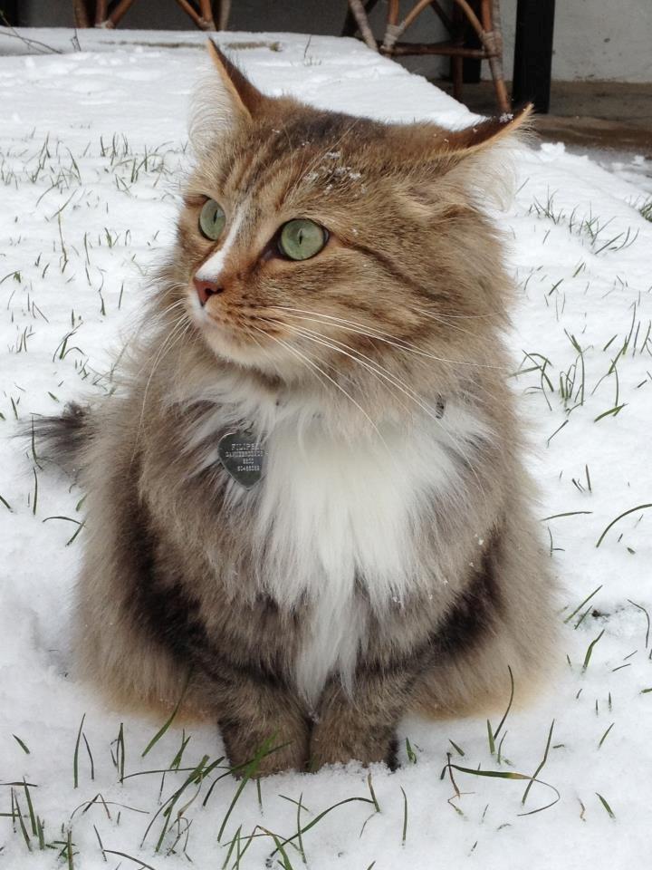 Blanding af racer Bailey Island billede 24