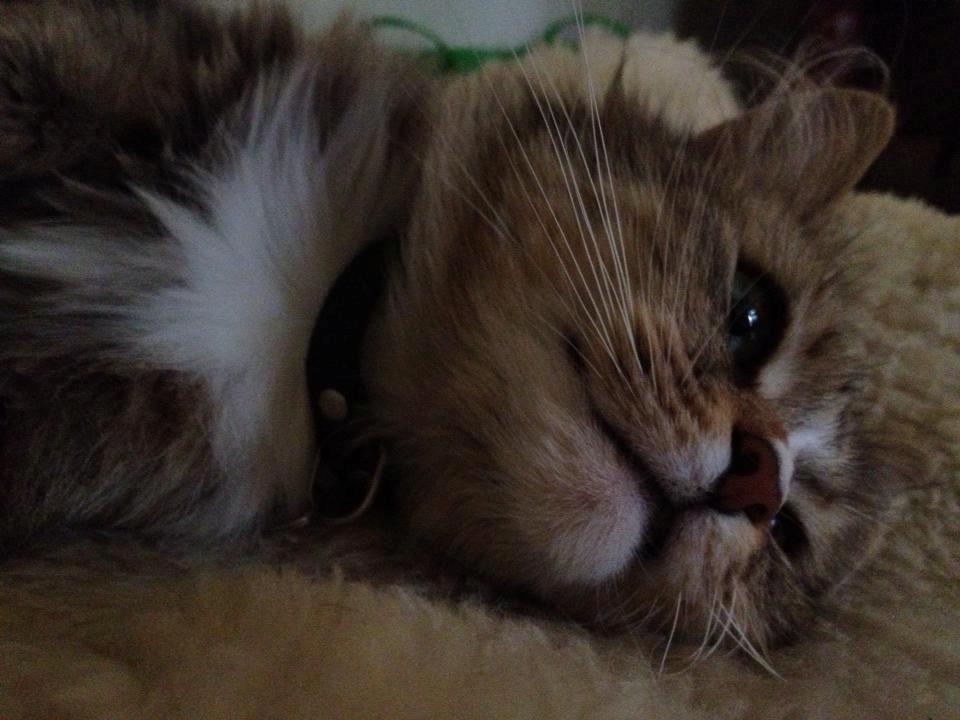 Blanding af racer Bailey Island billede 28