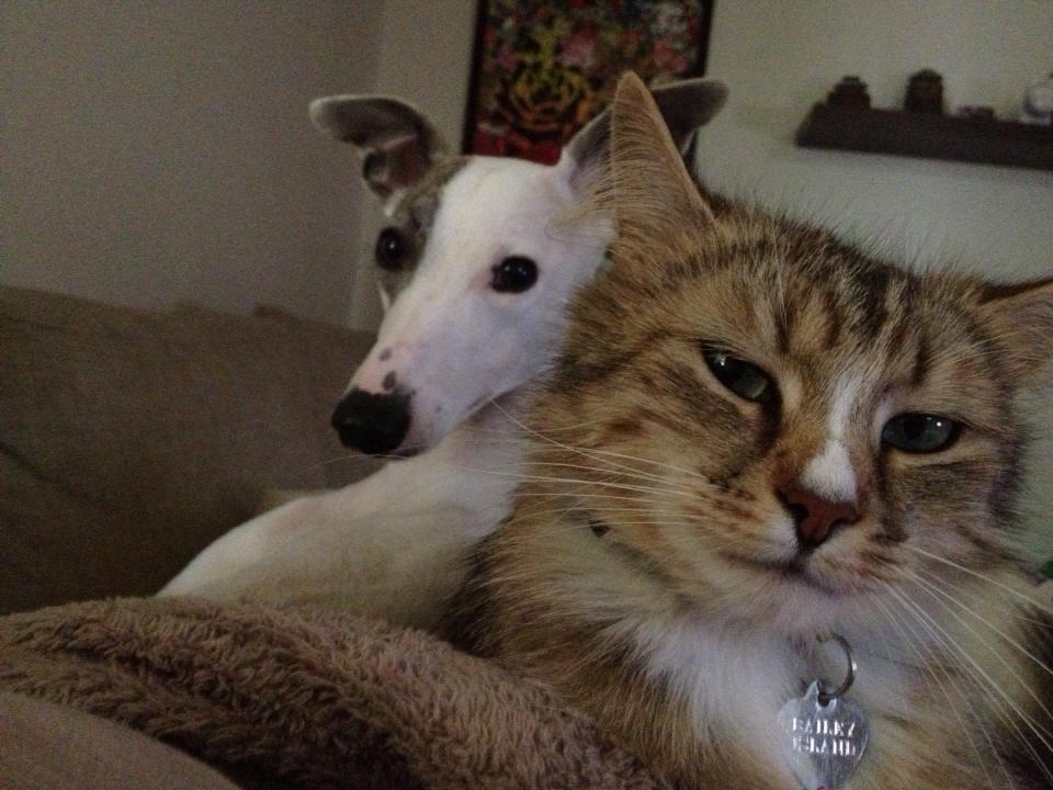 Blanding af racer Bailey Island billede 37