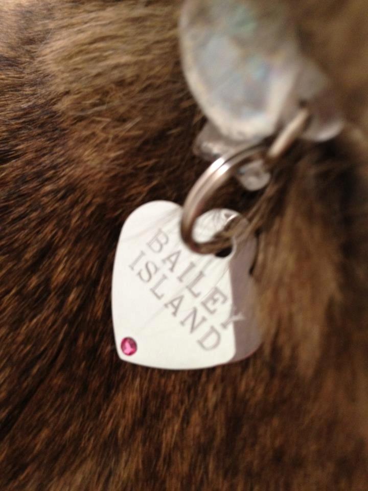 Blanding af racer Bailey Island billede 32