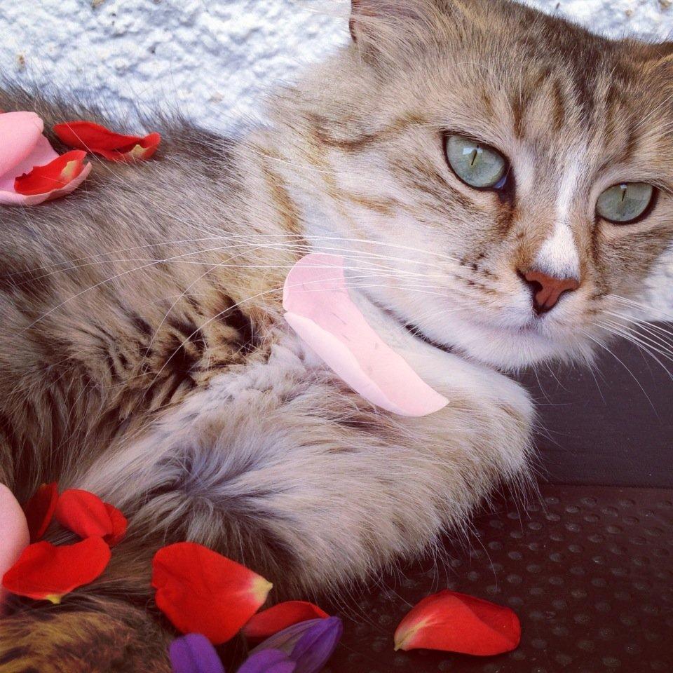 Blanding af racer Bailey Island billede 7