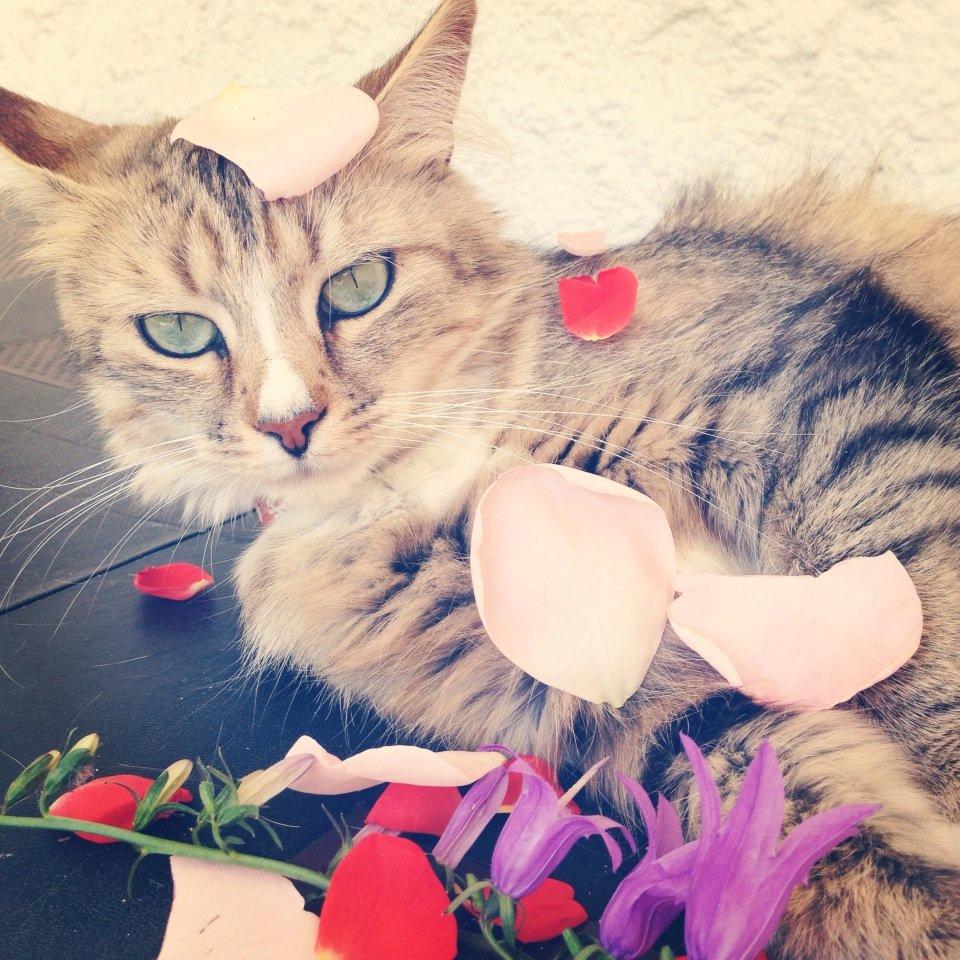 Blanding af racer Bailey Island billede 3