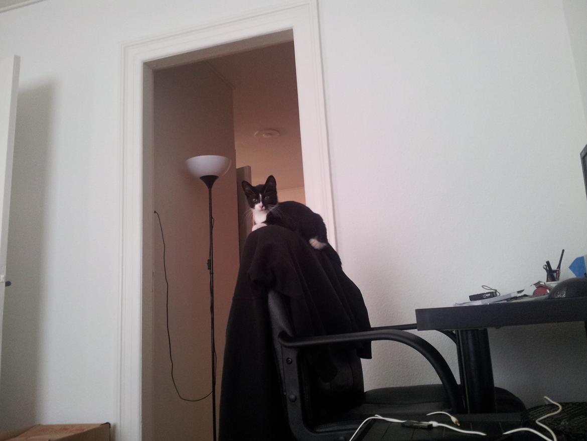 Blanding af racer Messerschmidt billede 8