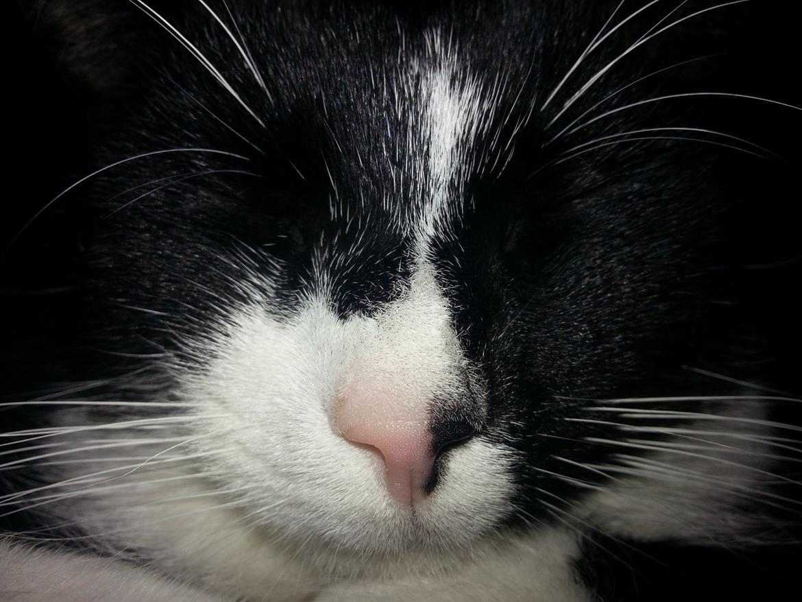 Blanding af racer Messerschmidt billede 9