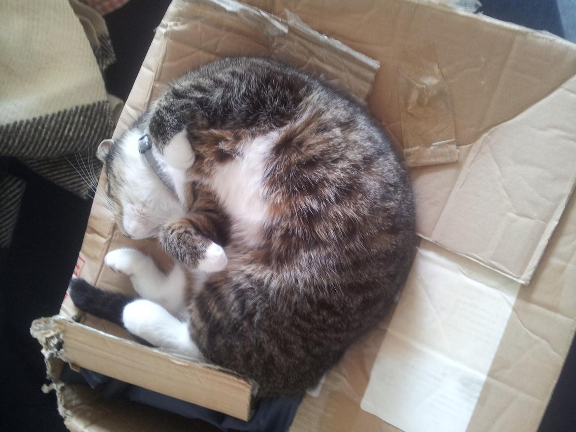 Huskat Lucifer billede 8