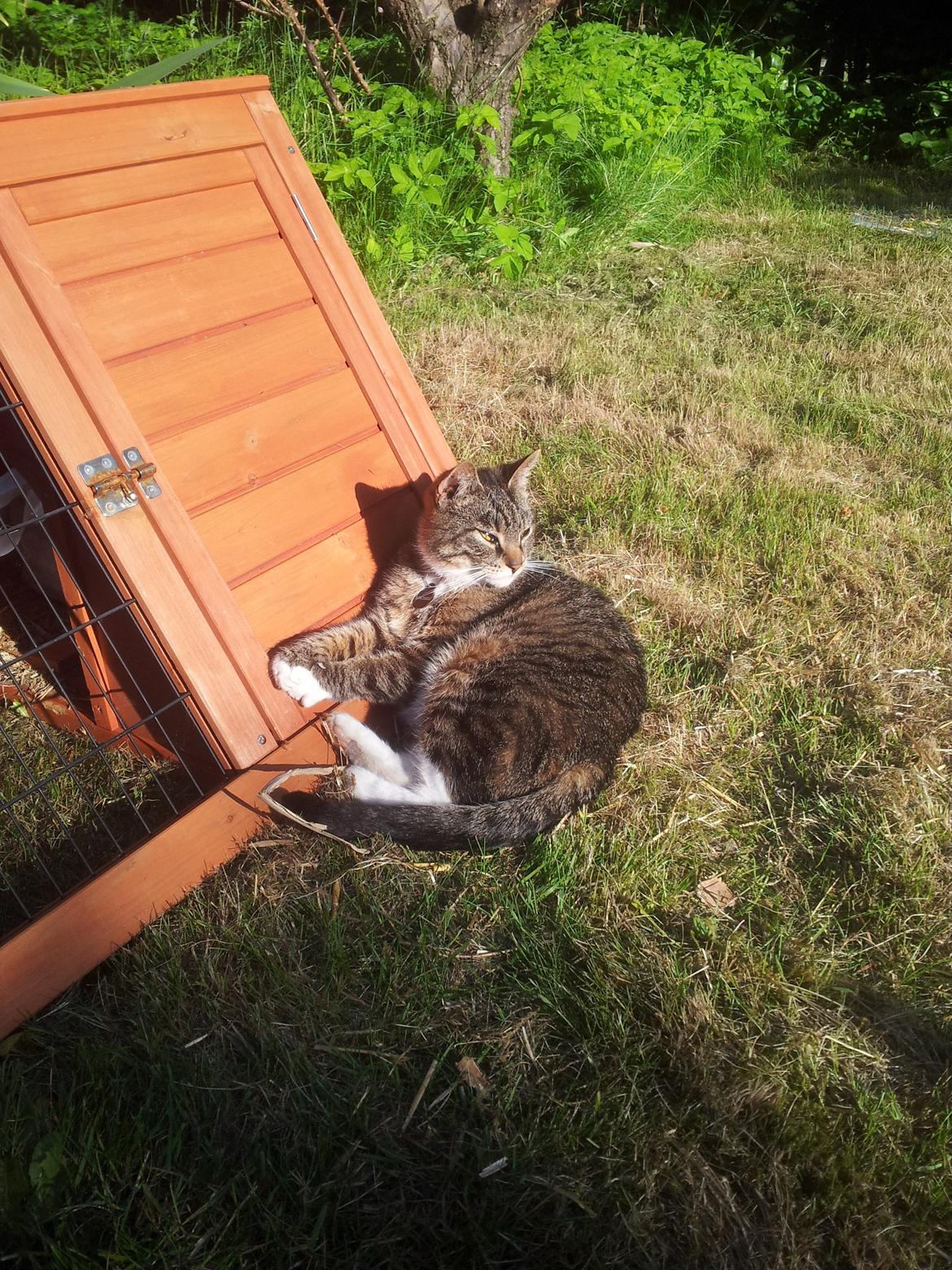 Huskat Lucifer billede 9