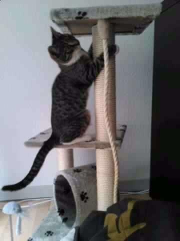 Huskat Lucifer billede 10