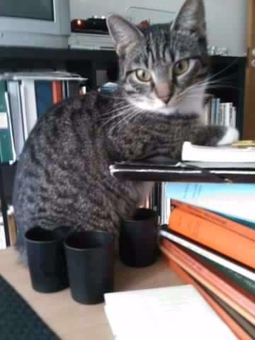 Huskat Lucifer billede 11