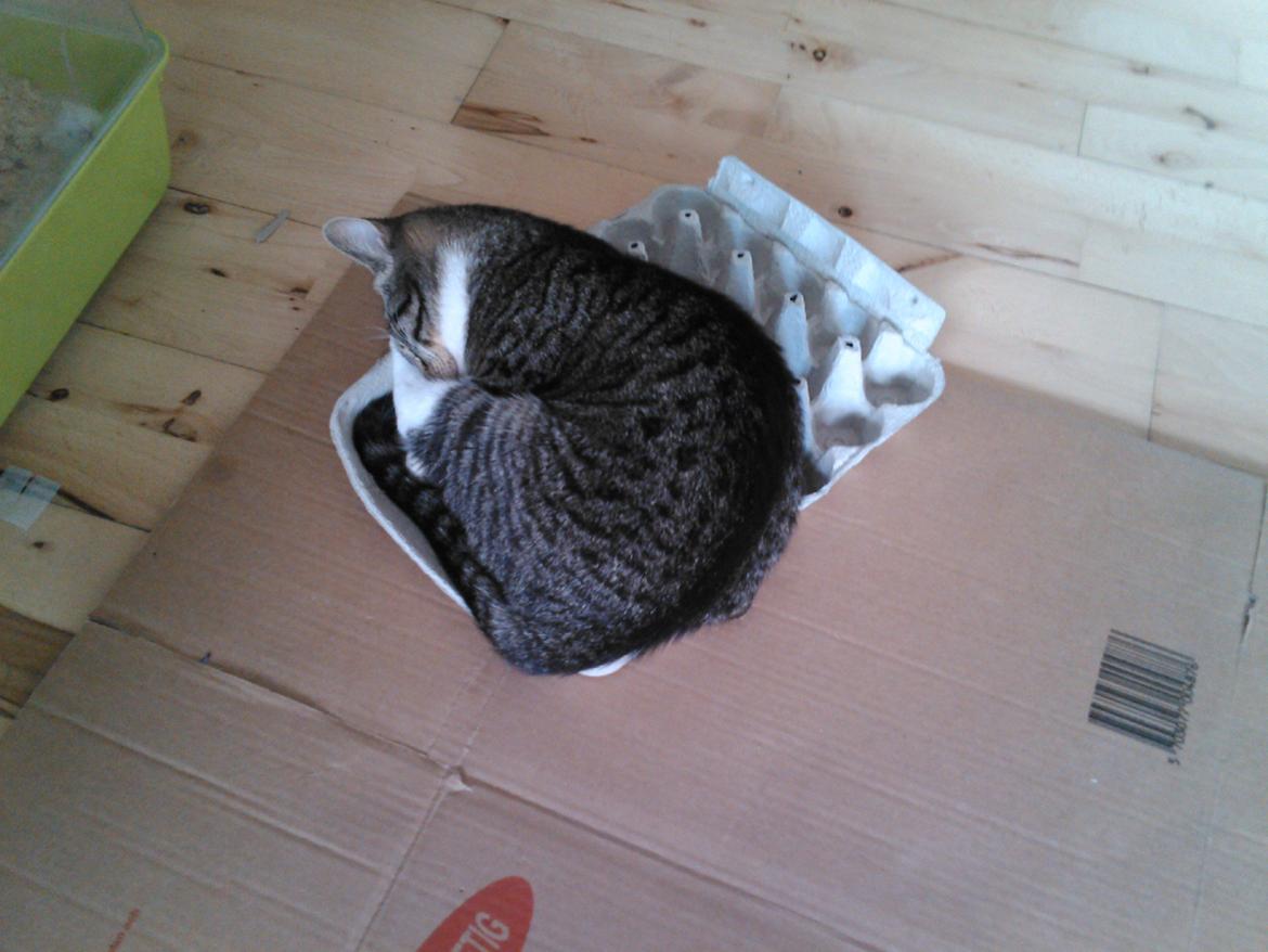 Huskat Lucifer billede 12