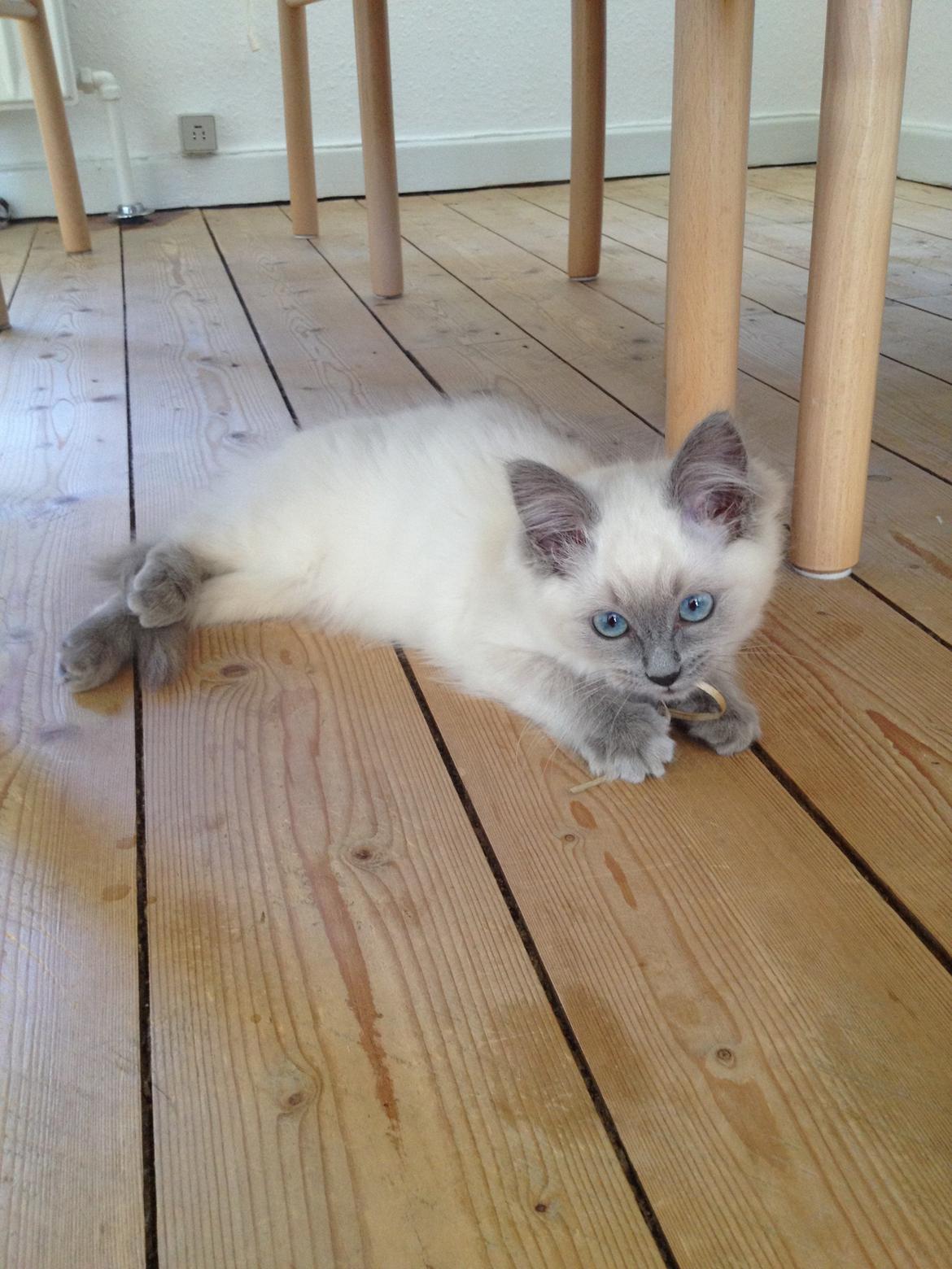 Ragdoll Miss Nova - <3 billede 13