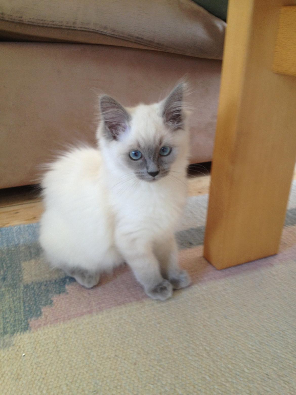Ragdoll Miss Nova - hehe forstår altså er se uskyldig ud :-) billede 14