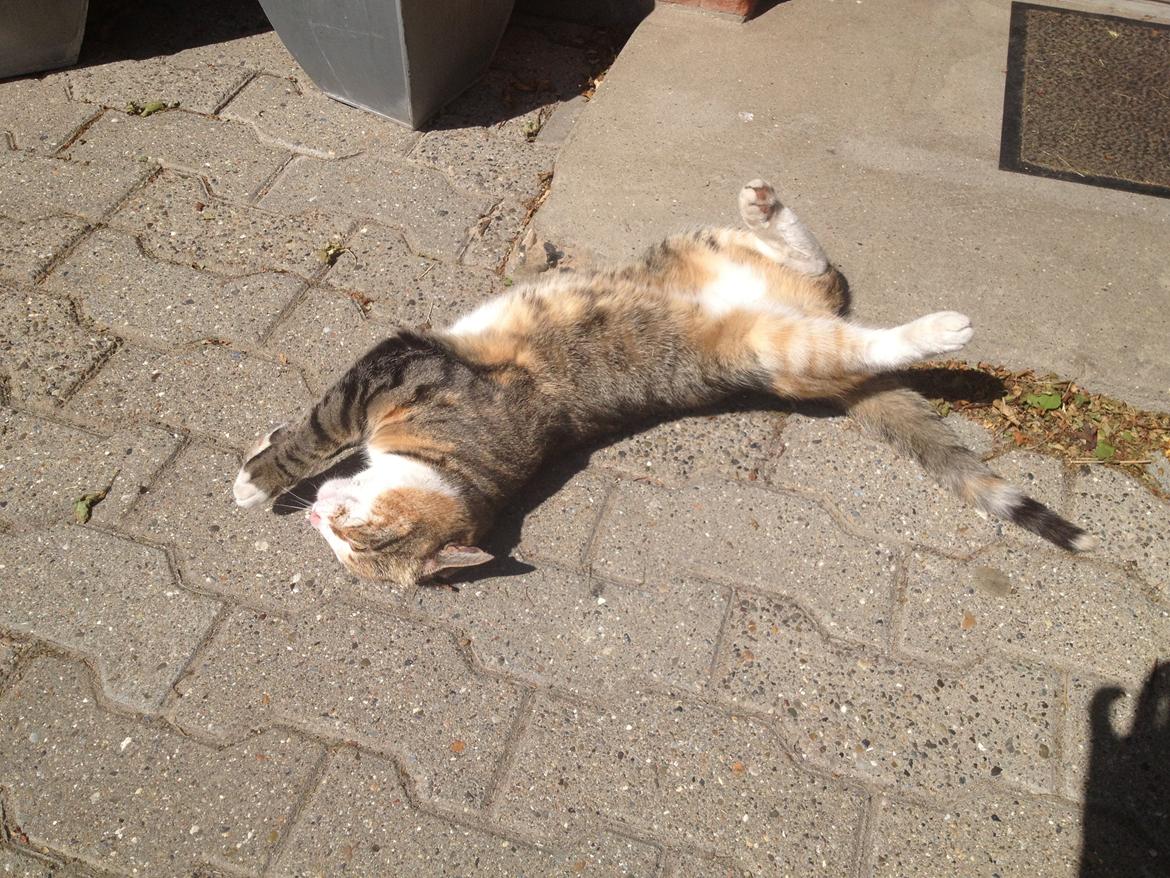 Huskat Daisy - Nyder bare det gode vejr :-)  billede 7