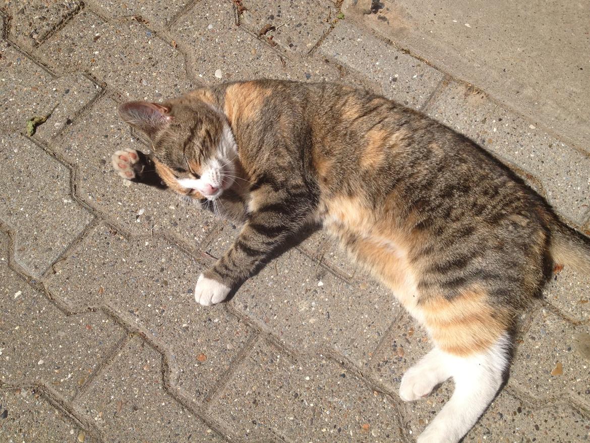 Huskat Daisy - Skønne Daisy <3 billede 8