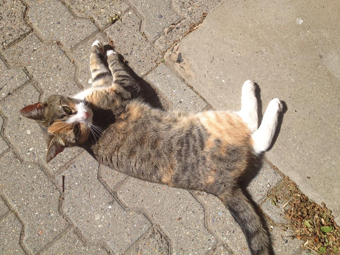 Huskat Daisy billede 9