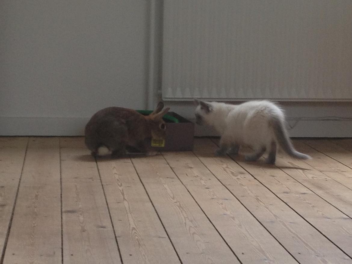 Ragdoll Miss Nova - Første møde med Hannibal ;-) billede 15