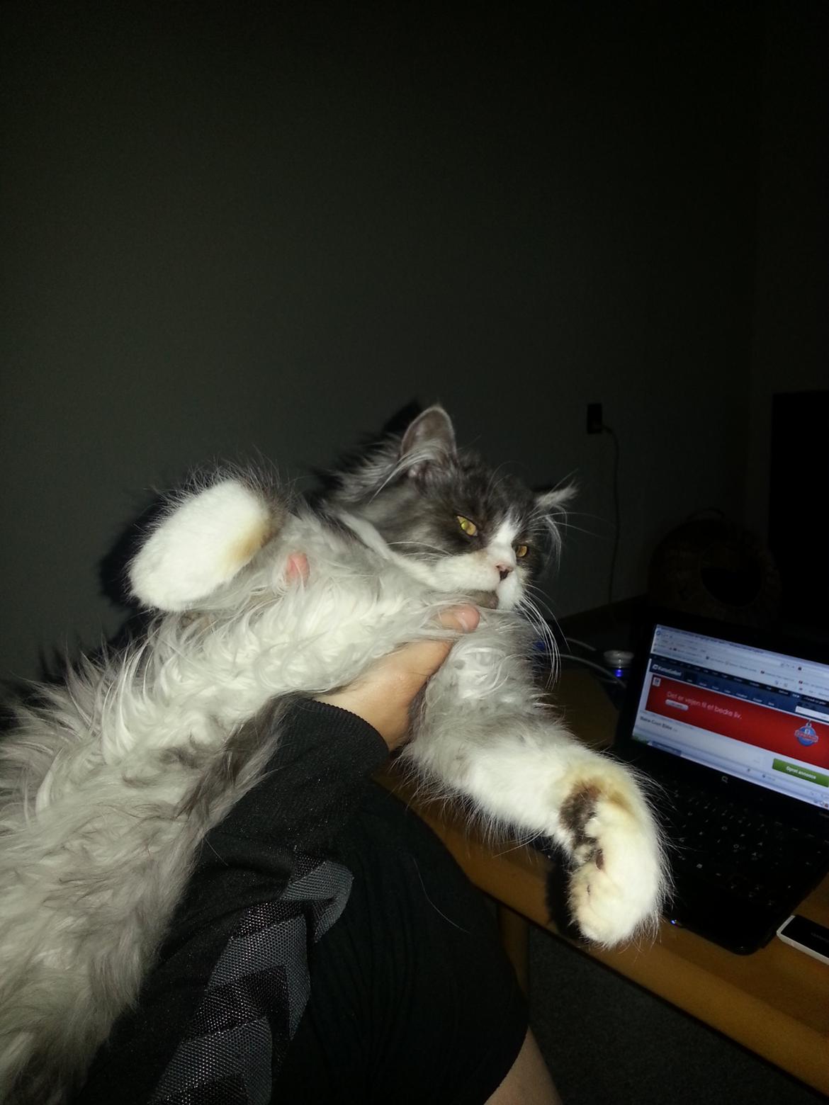 Blanding af racer Fluffy<3 R.I.P - Bamse<3 billede 12