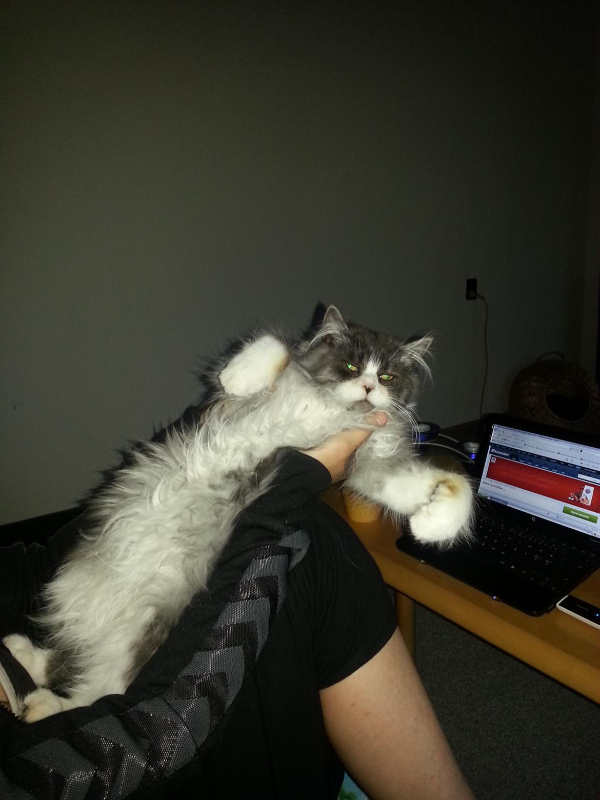 Blanding af racer Fluffy<3 R.I.P - <3 billede 13