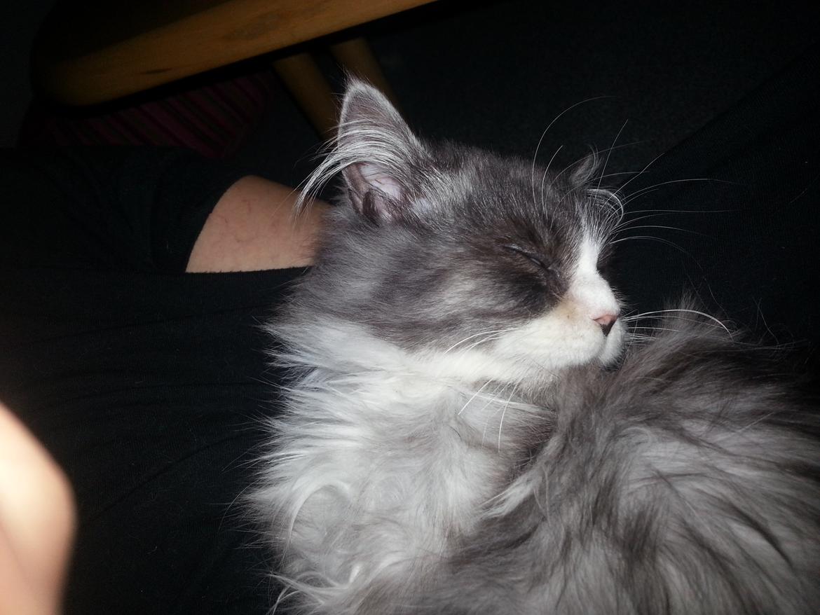 Blanding af racer Fluffy<3 R.I.P - Don´t look at me :D billede 14