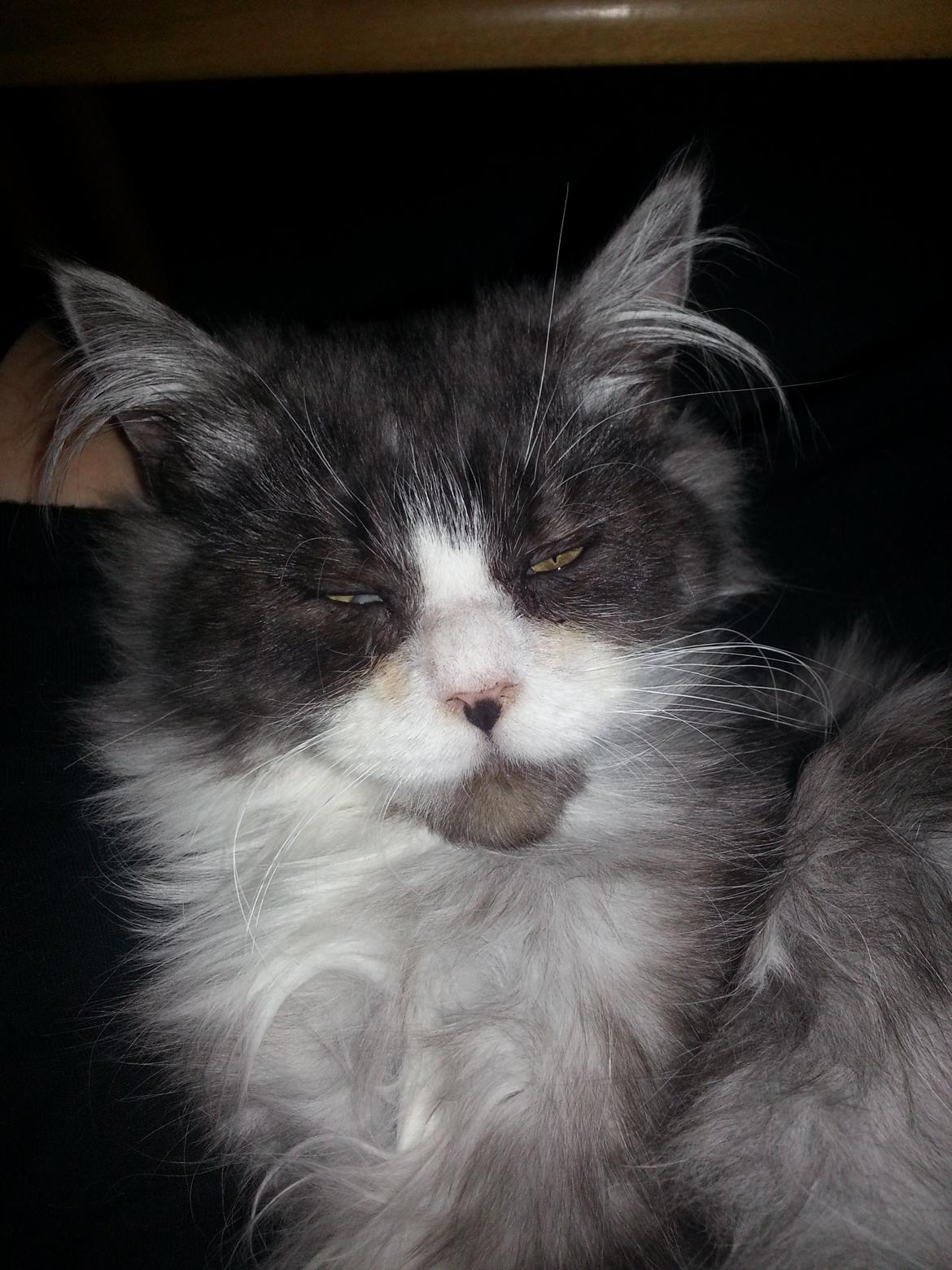 Blanding af racer Fluffy<3 R.I.P - Godmorgen :D<3 billede 15