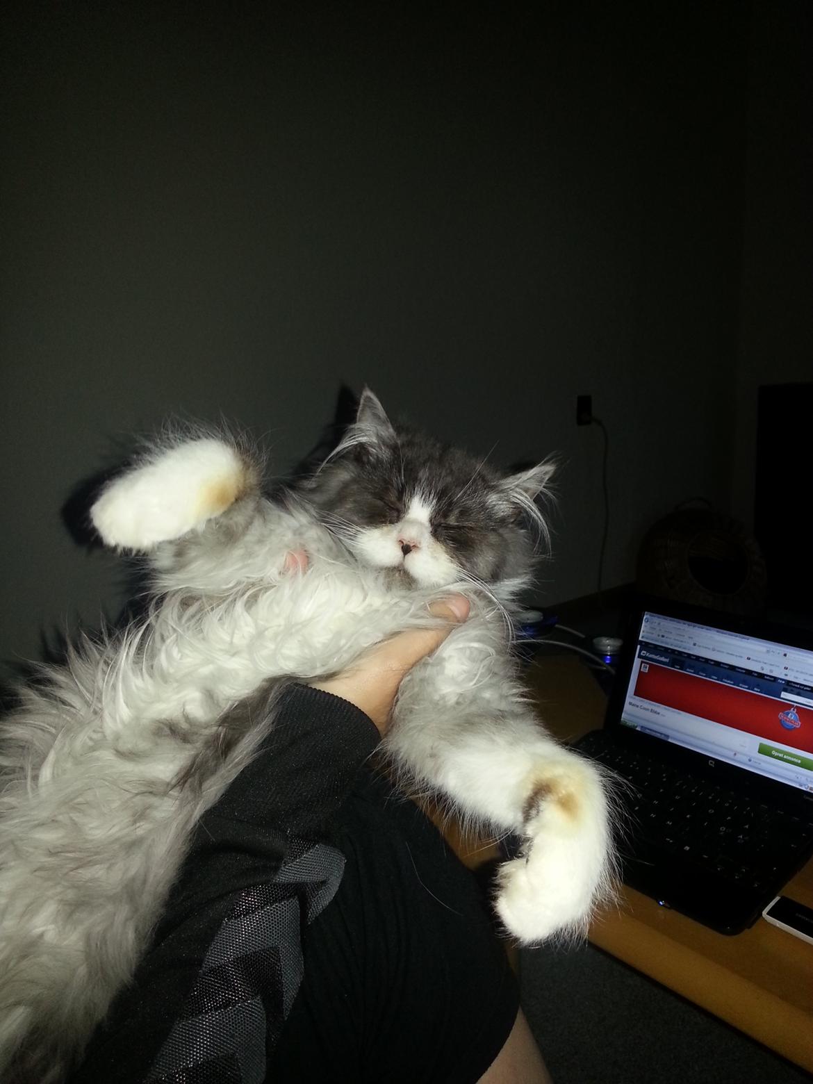 Blanding af racer Fluffy<3 R.I.P - Giv mig et kram<3 billede 16