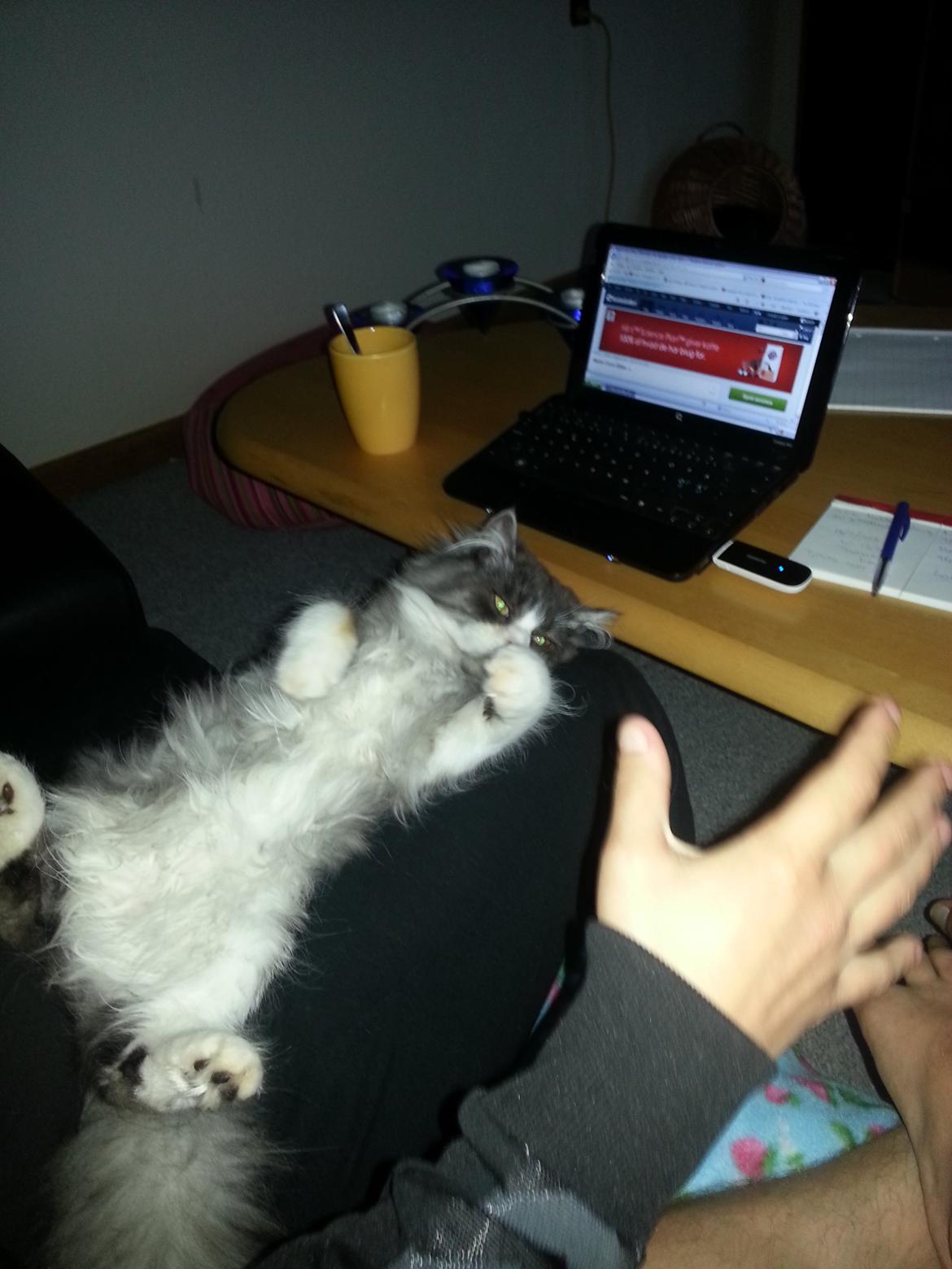 Blanding af racer Fluffy<3 R.I.P - Hånden angriber mavsen :D billede 17