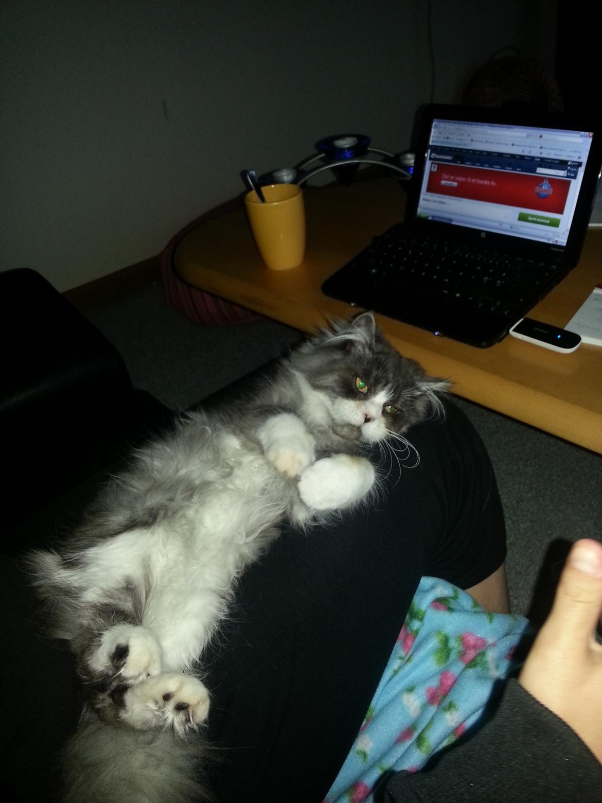 Blanding af racer Fluffy<3 R.I.P - mmm Putte ved moar er dejligt :D<3 billede 18