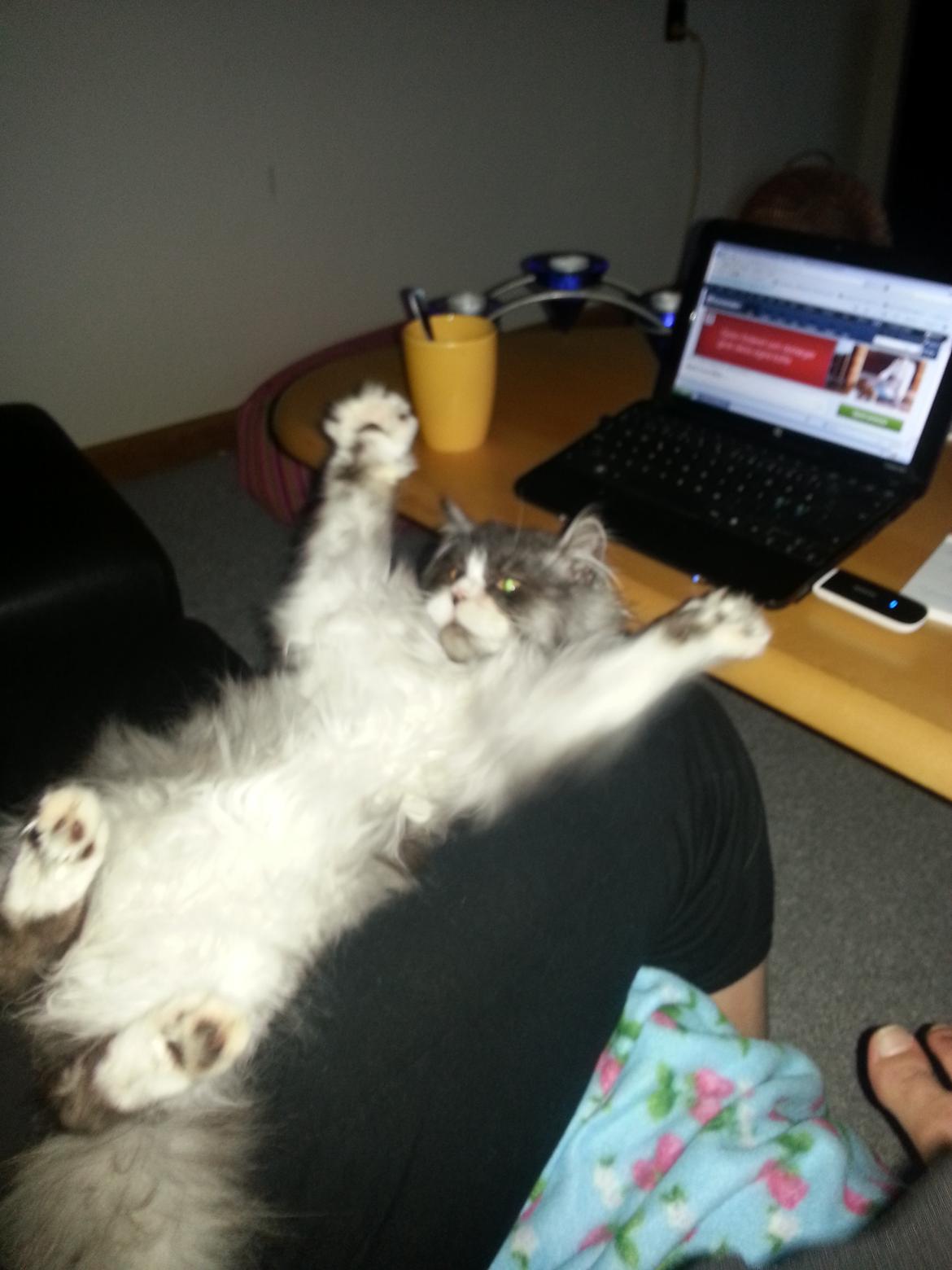 Blanding af racer Fluffy<3 R.I.P - Bøøøh !! billede 3