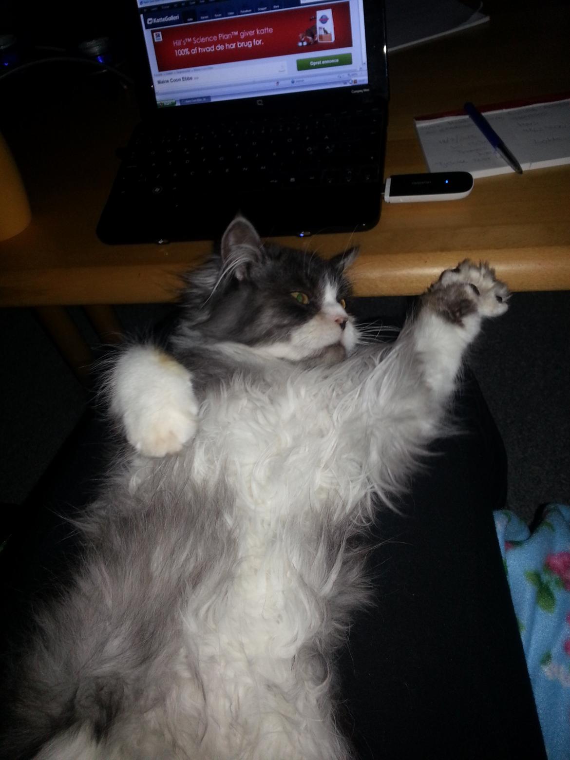 Blanding af racer Fluffy<3 R.I.P - high five :D billede 19