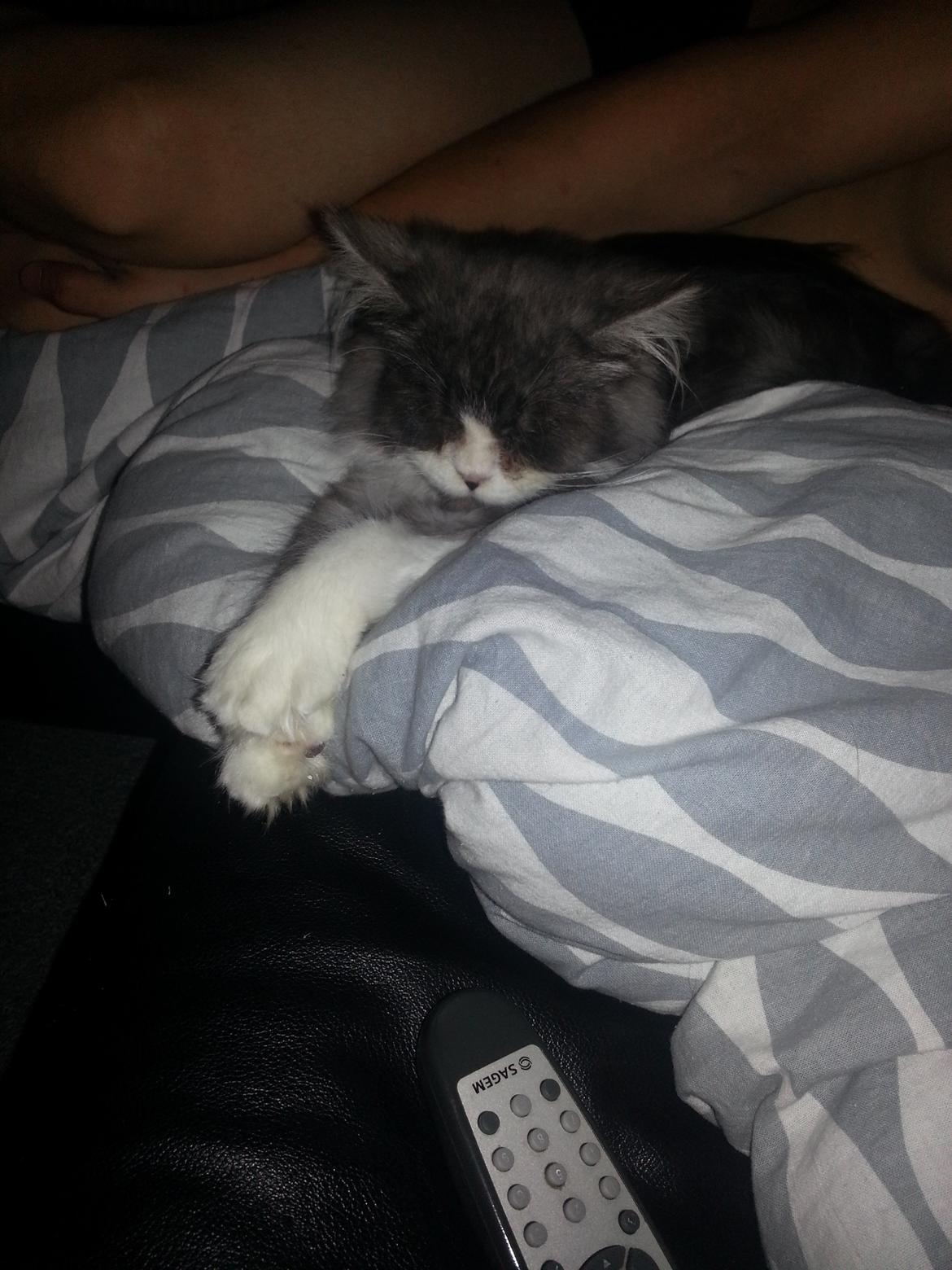 Blanding af racer Fluffy<3 R.I.P - <3 billede 20