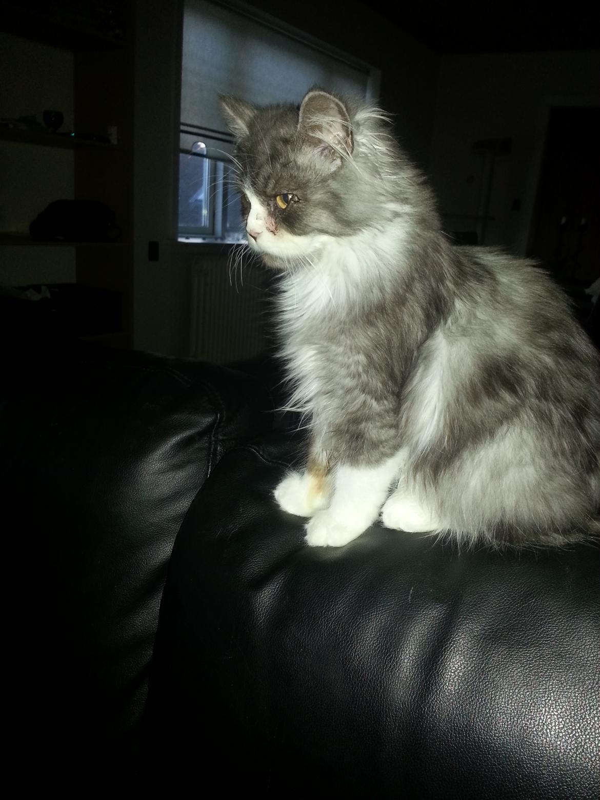 Blanding af racer Fluffy<3 R.I.P - Så fint man kan sidde :D billede 21