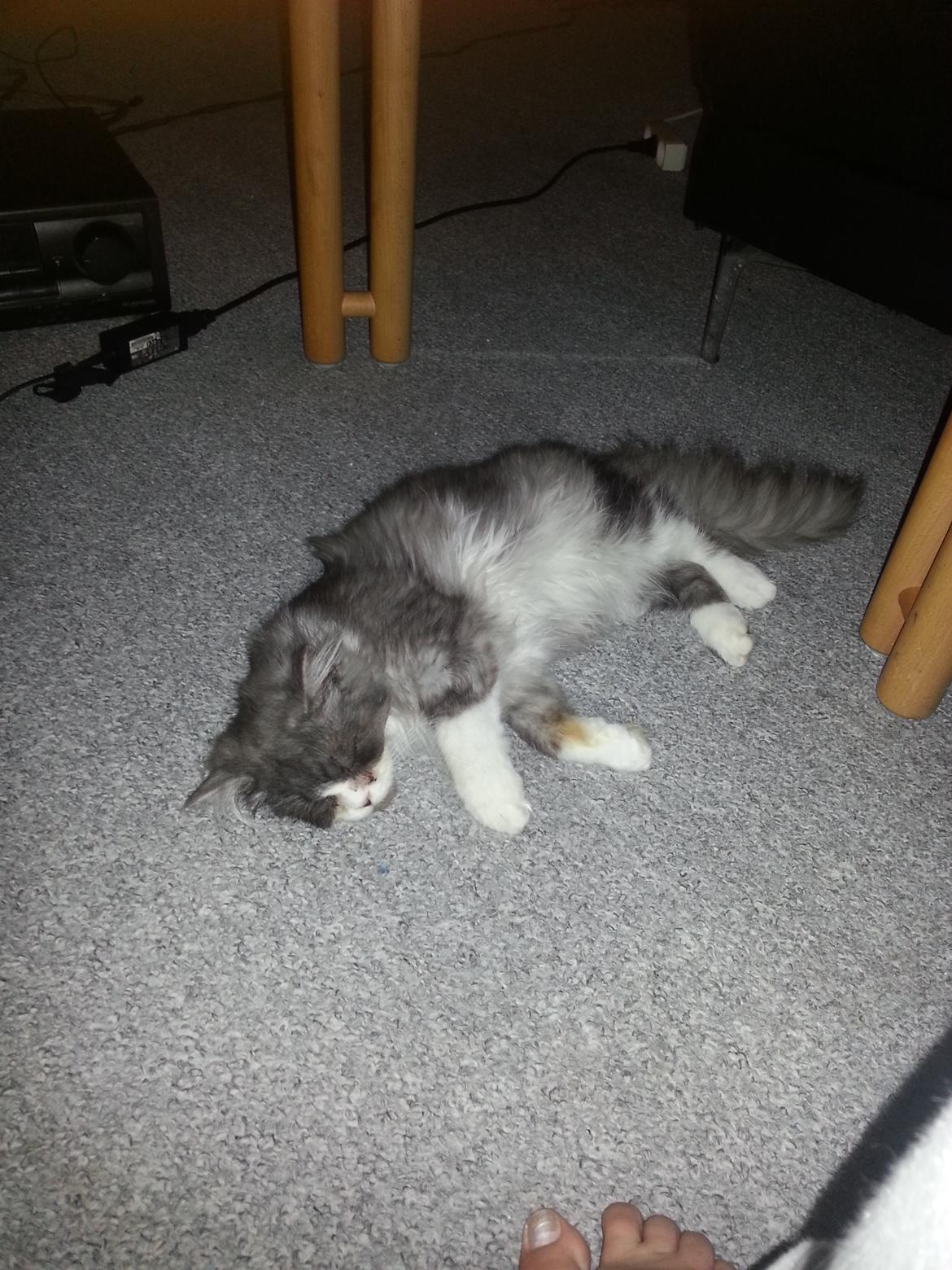 Blanding af racer Fluffy<3 R.I.P - Han kom ikke længere, før benene svigtede under ham og trætheden overtog :D billede 22