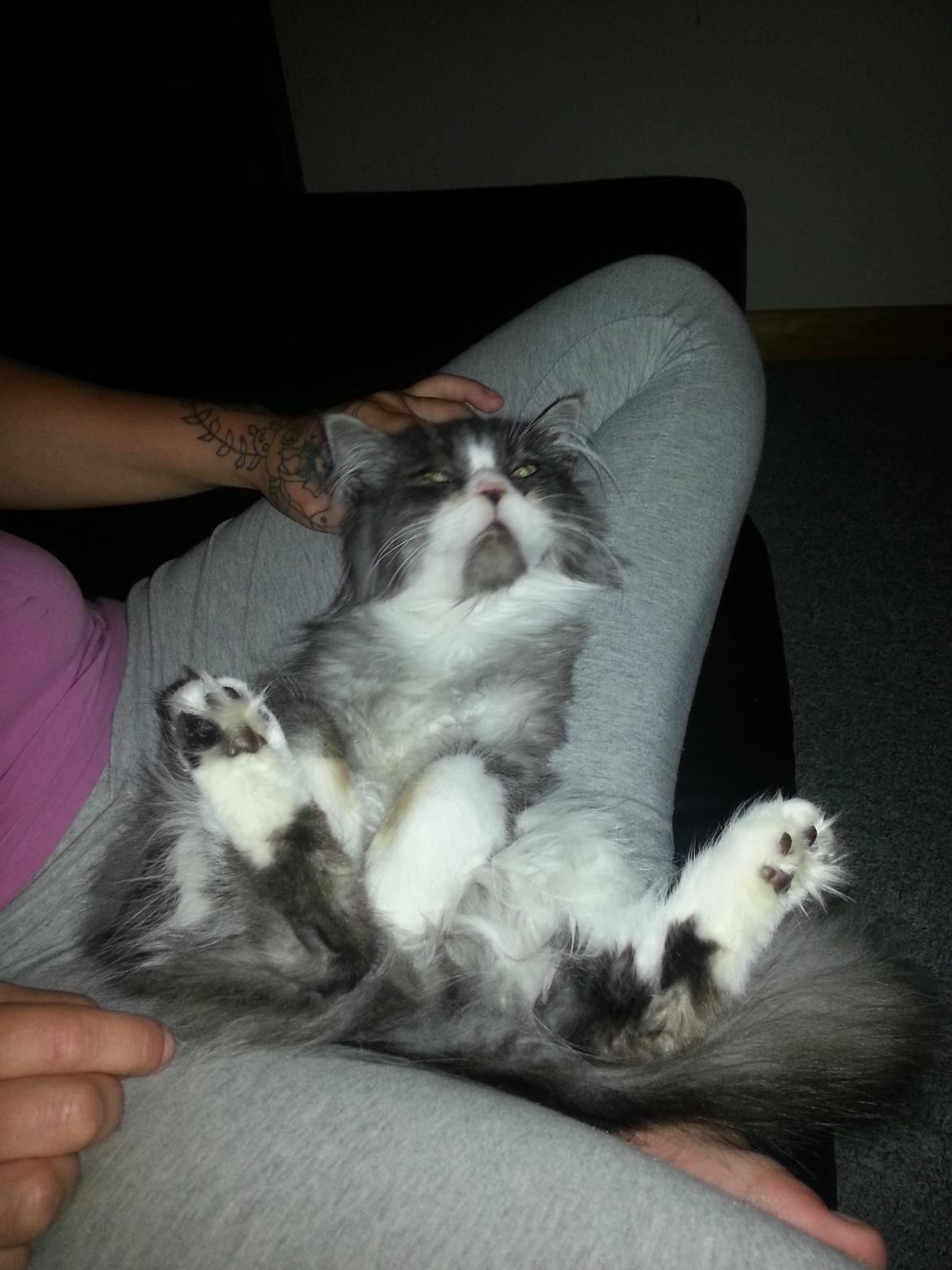 Blanding af racer Fluffy<3 R.I.P - Så bliver det ikke bedre :D billede 23