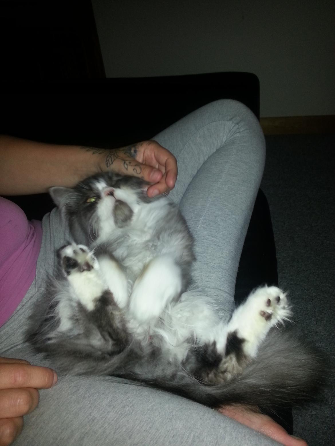 Blanding af racer Fluffy<3 R.I.P - <3 billede 24