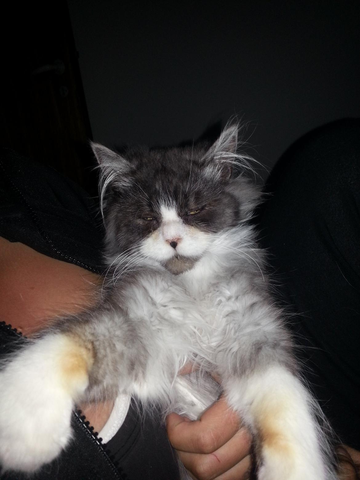 Blanding af racer Fluffy<3 R.I.P - <3 billede 25