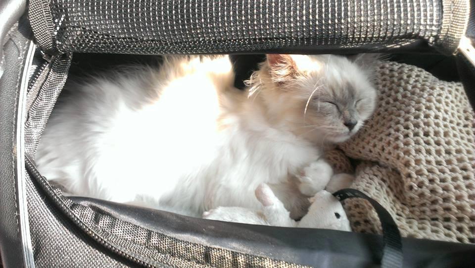 Hellig Birma Monroe billede 26