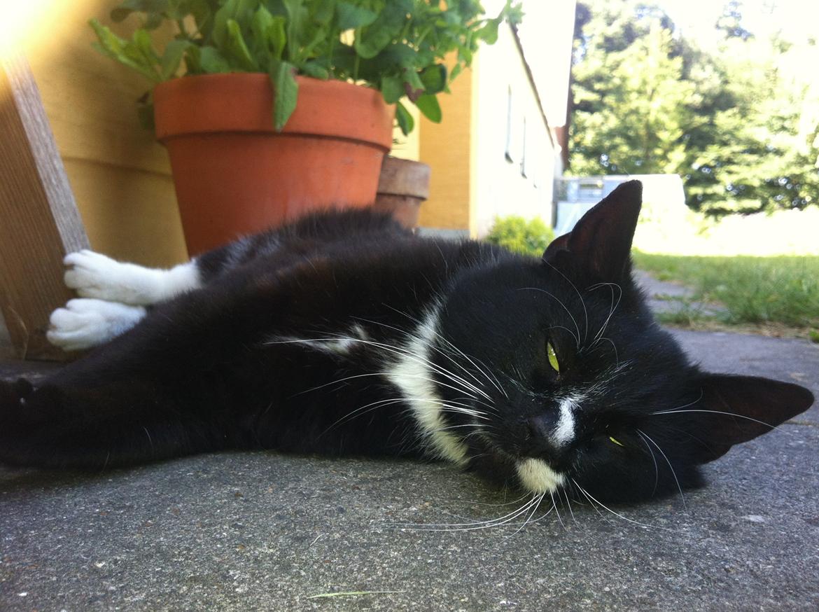 Huskat Kitkat billede 10