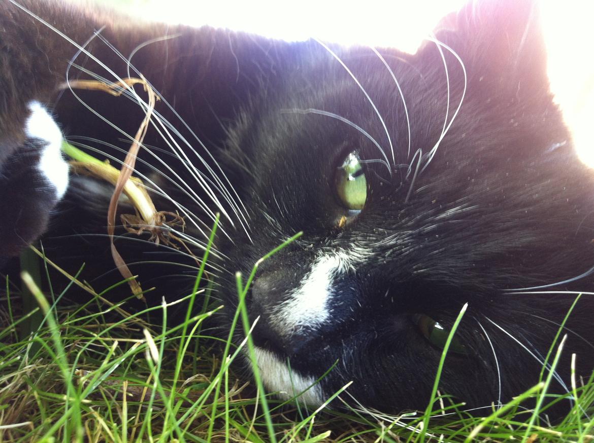 Huskat Kitkat billede 13