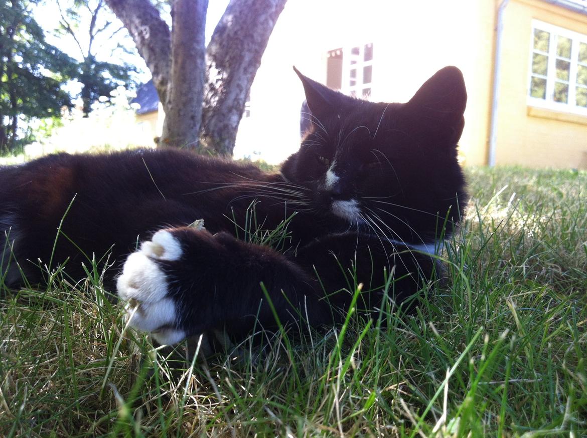 Huskat Kitkat billede 14