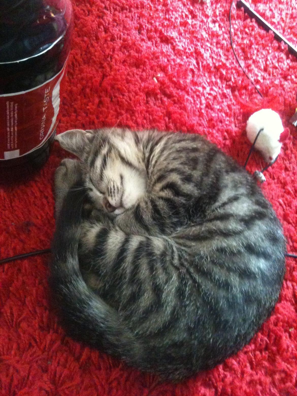 Huskat Dooley billede 2