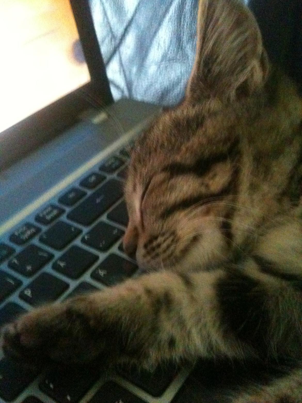 Huskat Dooley billede 3