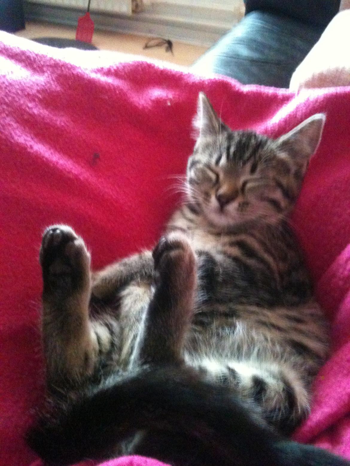 Huskat Dooley billede 4