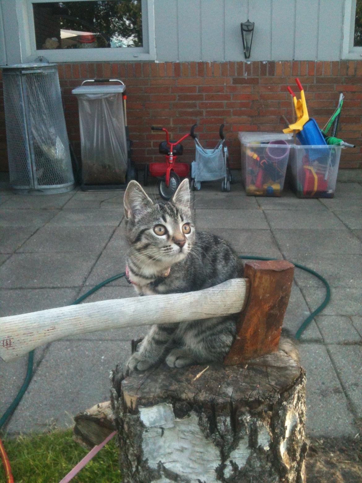 Huskat Dooley billede 1