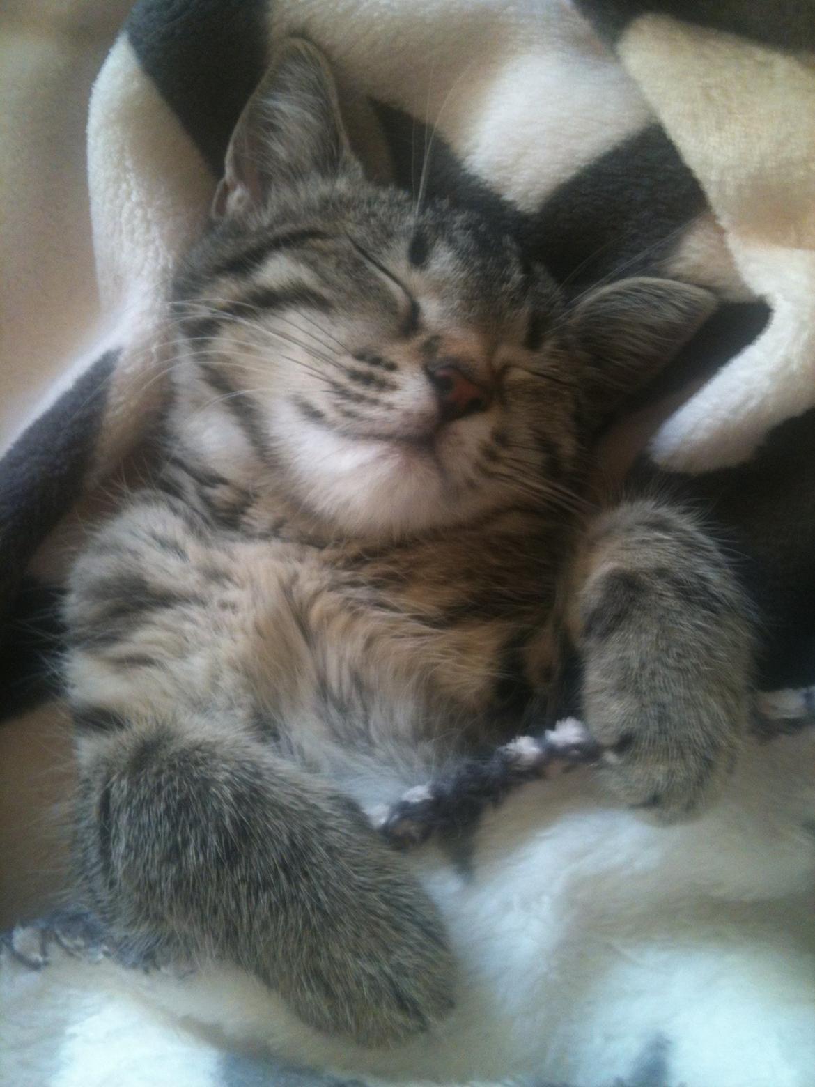 Huskat Dooley billede 5