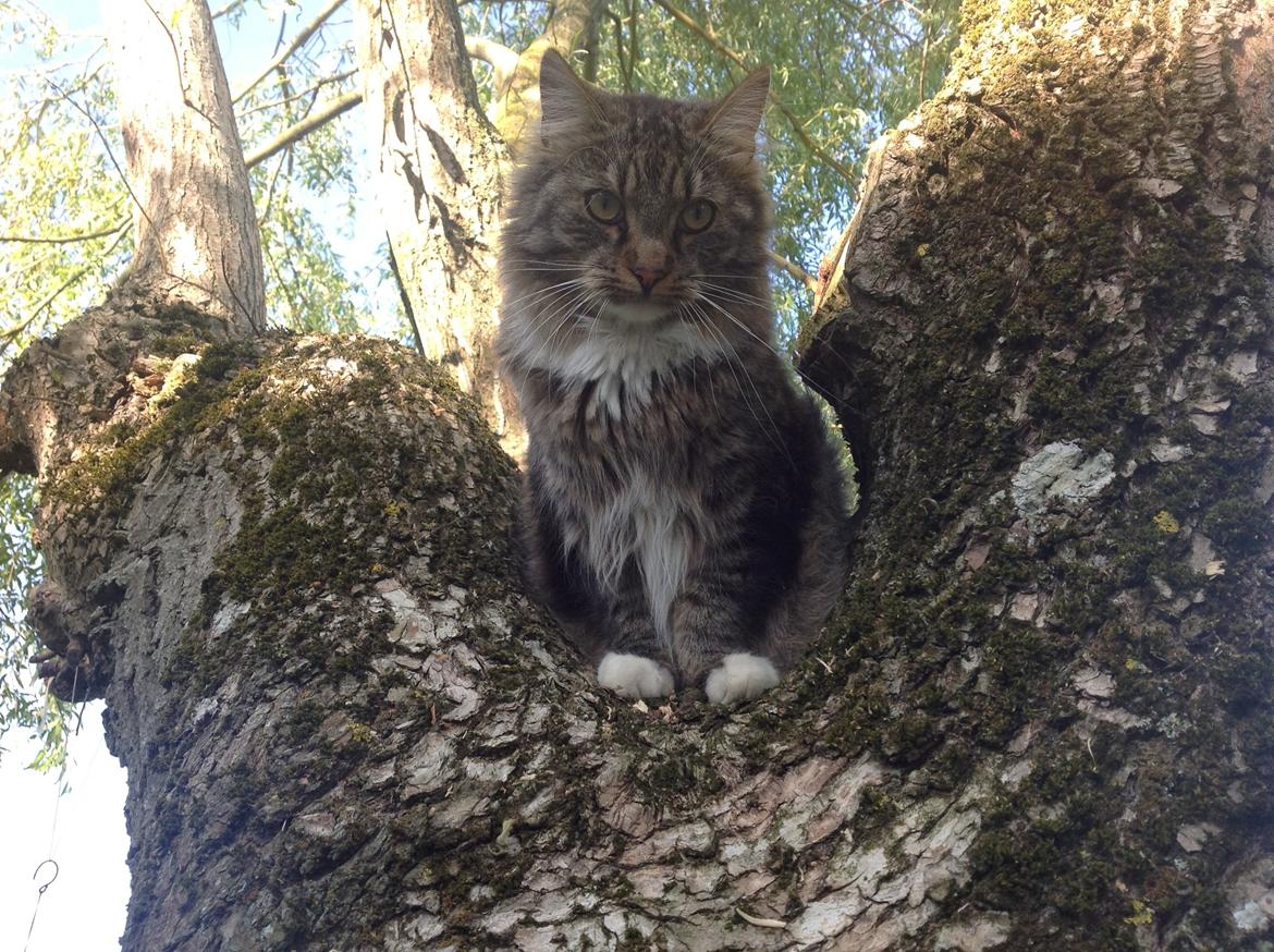 Maine Coon Leopold billede 8