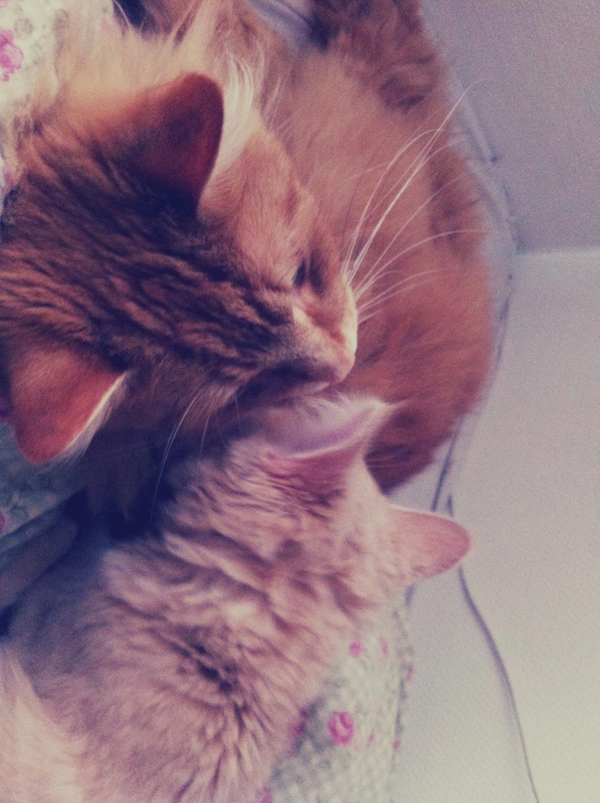 Blanding af racer Wonkey billede 6