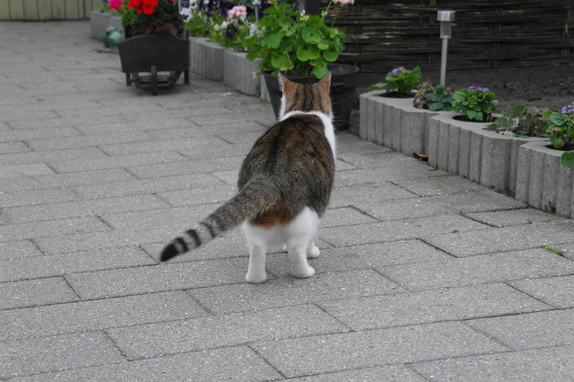 Huskat misser billede 12