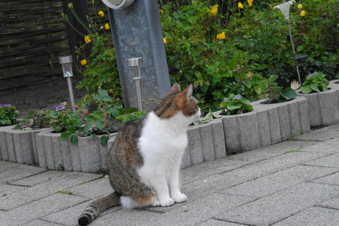 Huskat misser billede 13