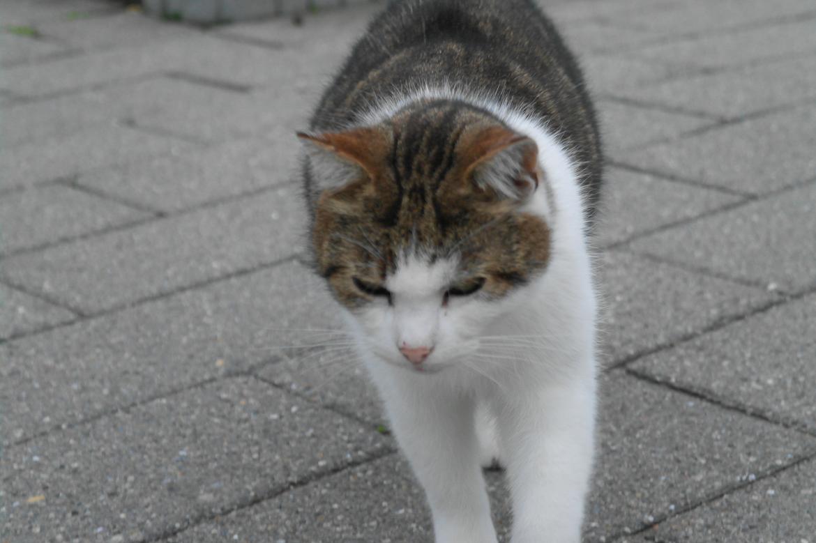 Huskat misser billede 14